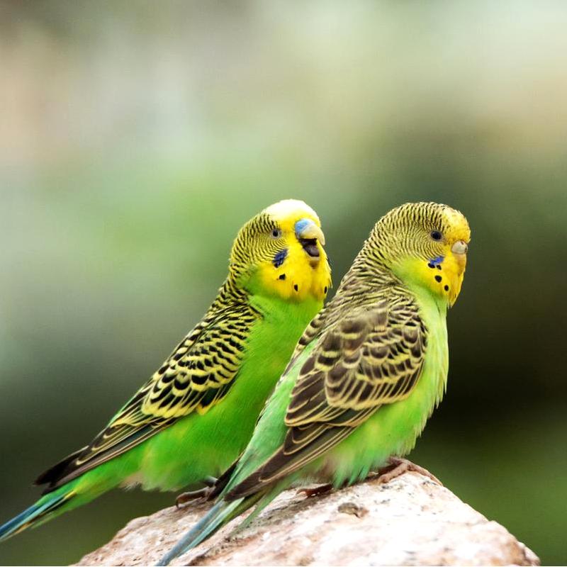 SENO Bird gender test