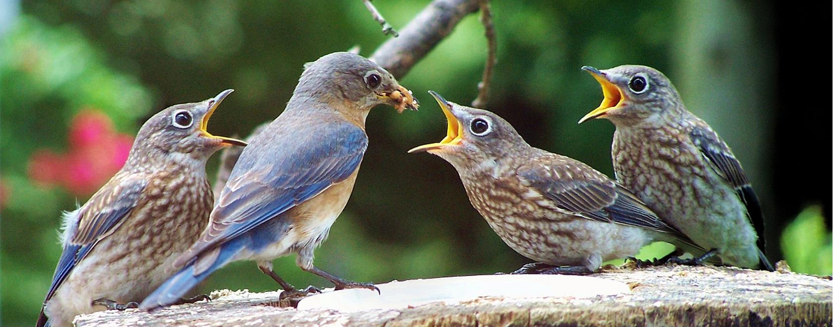 SENO Bird gender test