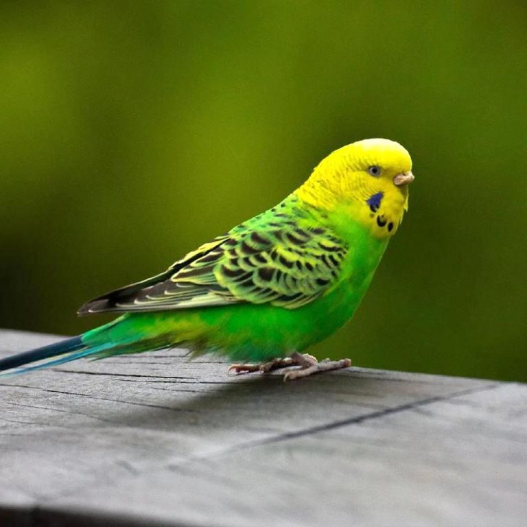 Coste de la prueba de ADN de aves