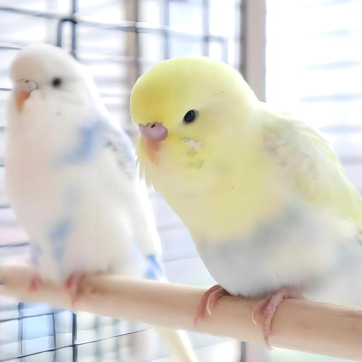 Wie man das Geschlecht eines Vogels bestimmt？