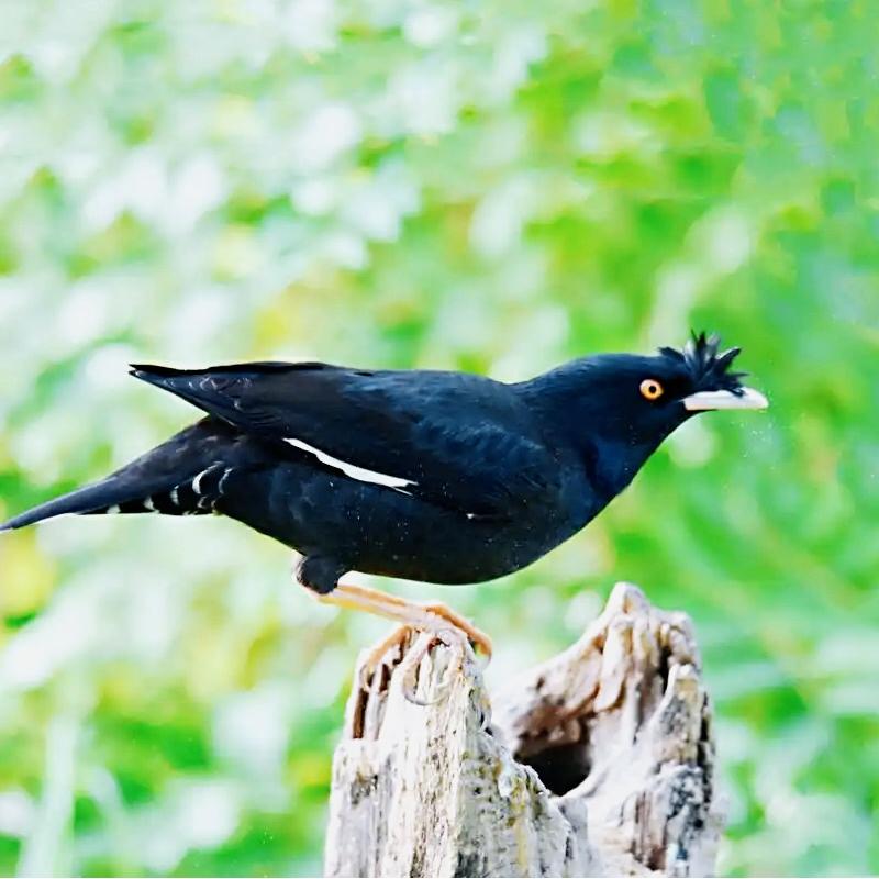 Wie man das Geschlecht eines Martínez-Vogels erkennt