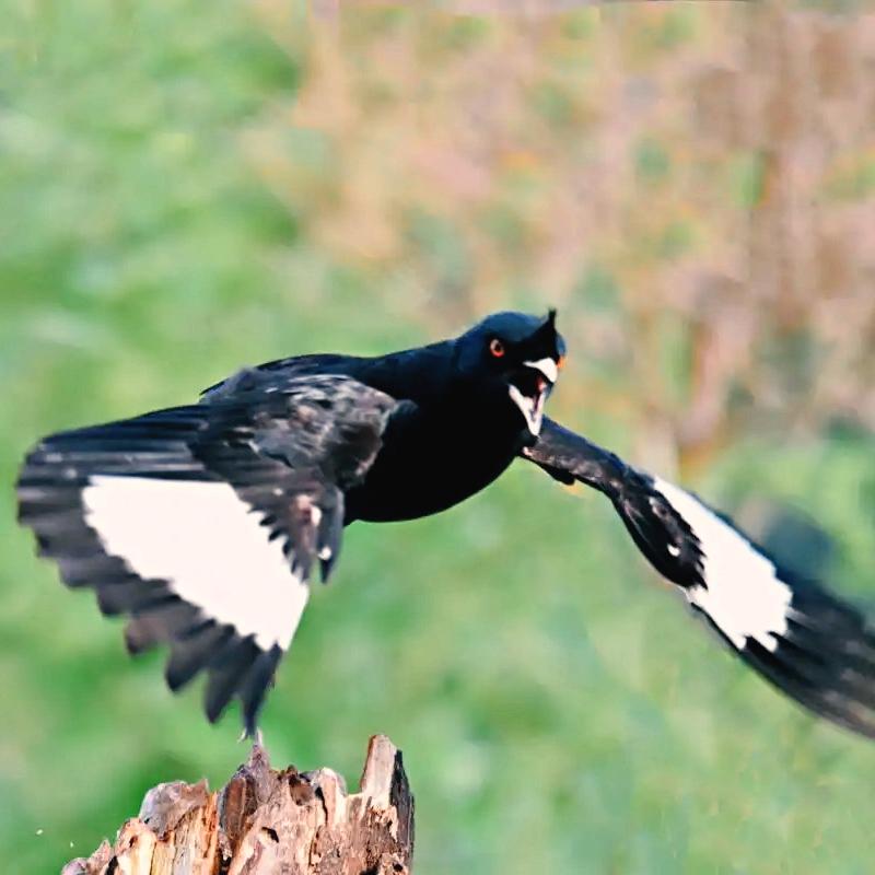 Wie man das Geschlecht eines Martínez-Vogels erkennt