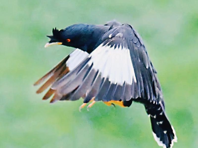 wie man das Geschlecht eines Martínez-Vogels erkennt