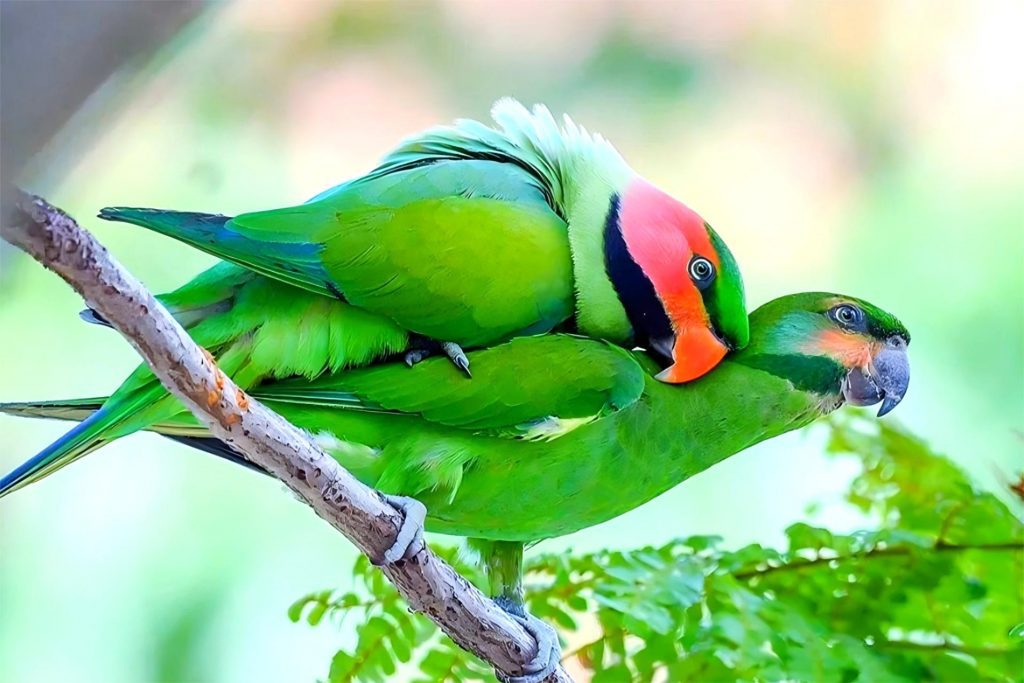 Avian Gender Test | Psittaciformes (Parrots and Parakeets)