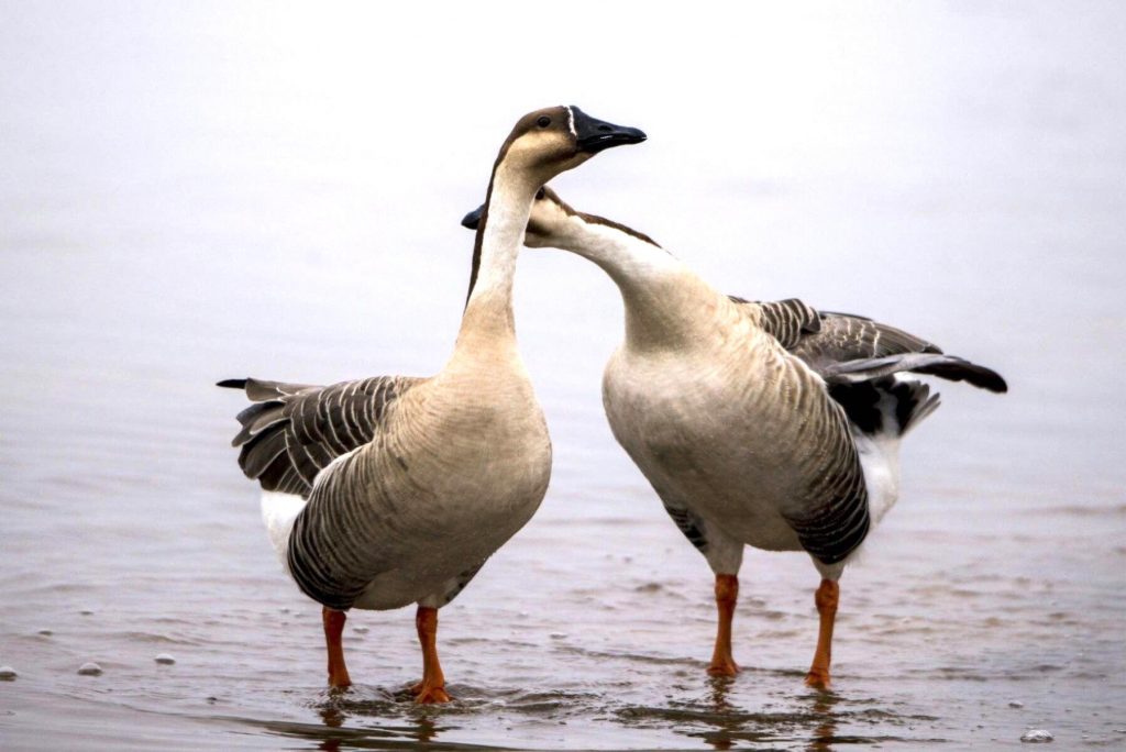 Avians Gender Test | Anseriformes (Ducks and Geese)