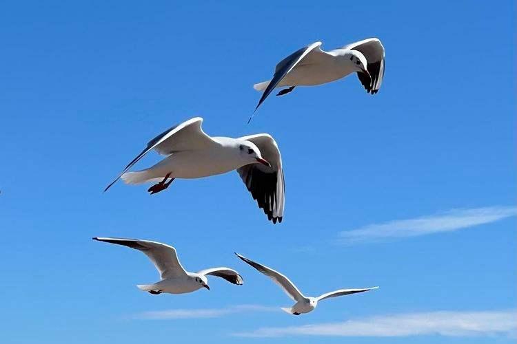 avian gender test | Charadriiformes (Gulls)