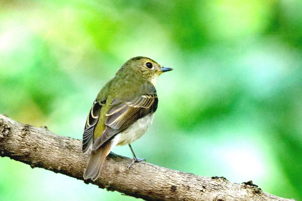 avian gender test Passeriformes (Perching Birds Songbirds)