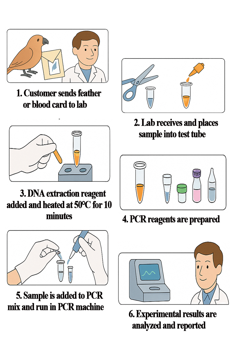 SENO Bird Gender DNA Test SENO Avian DNA Test Services