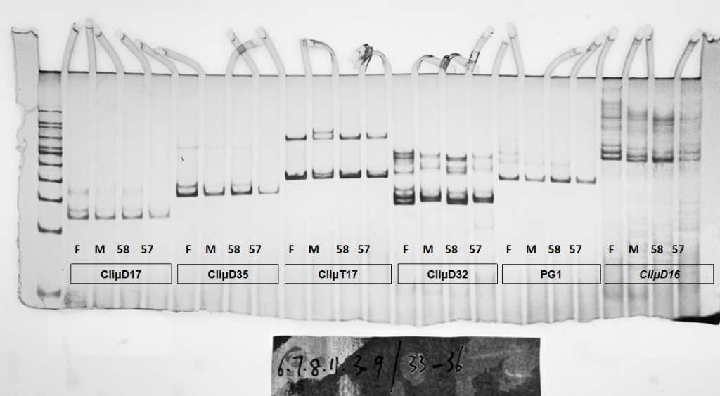SENO Bird Gender DNA Test What Is a Bird DNA Certificate and Why It Matters