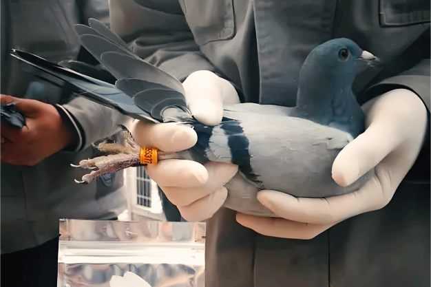 SENO Bird Gender DNA Test Racing Pigeon DRD4 7R Gene