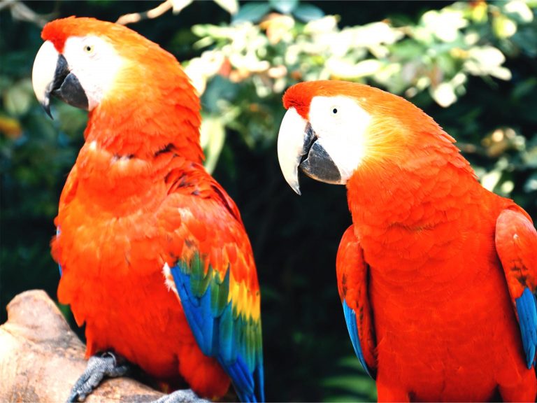 SENO Bird Gender DNA Test parrot gender test