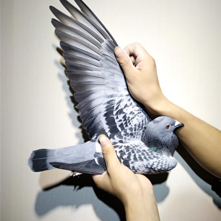 SENO Bird Gender DNA Test The CRY1 Gene in Racing Pigeons