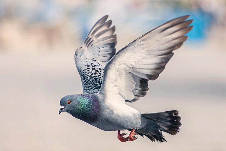 SENO Bird Gender DNA Test The F-KER Gene in Racing Pigeons