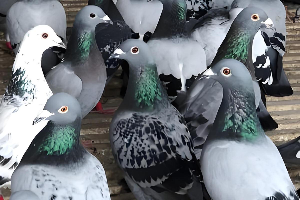 SENO Bird Gender DNA Test racing pigeon MSTN gene