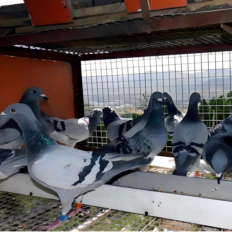 SENO Bird Gender DNA Test The LDHA Gene in Racing Pigeons